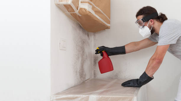 Professional Black Mold Removal technician working in Boxborough, MA