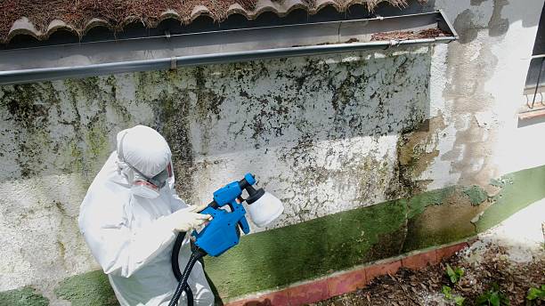 Trusted Black Mold Removal service in Boxborough, MA - Cheap Mold Removal
